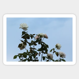 White Roses Flowers Rosebush Sticker